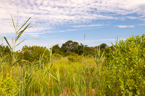 Flora in Summer at Cape May Point State Park, New Jersey, USA