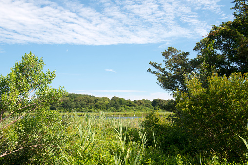 Summer scenery at Cape May Point State Park, New Jersey, USA