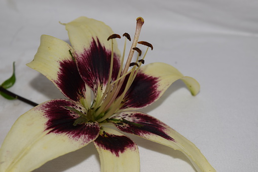 Asiatic Daylilly flower bloom