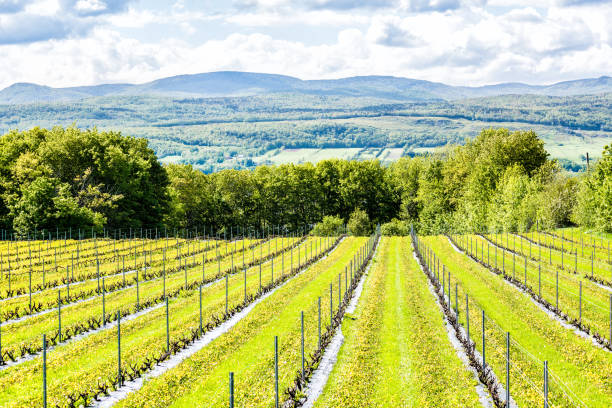 istock Vineyard grapevine rows by winery during summer in Ile D'Orleans, Quebec, Canada with view of Saint Lawrence River, hills, mountains, forest, sky clouds 846181586