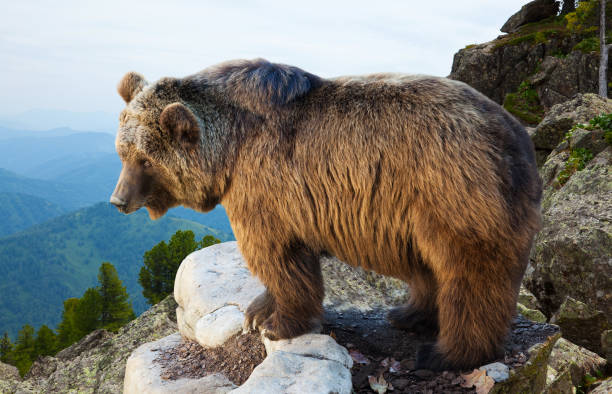 istock bear on stone of rock 846181992