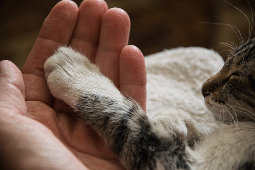 Holding the paw of a sleepy cat