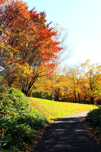 istock Park in Sapporo in autumn 846186354