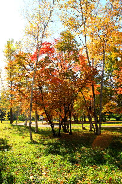 istock Park in Sapporo in autumn 846186552