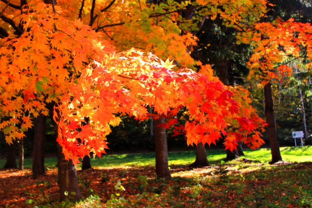 istock Park in Sapporo in autumn 846186650