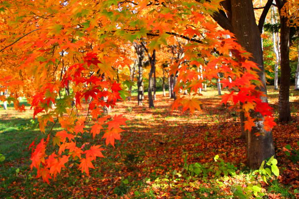 istock Park in Sapporo in autumn 846188958
