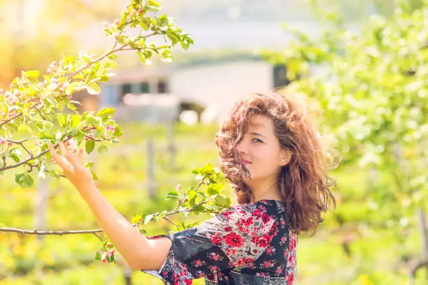 Portrait of young woman touching apple blossoms on branch in spring orchard during sunset with soft sun light or sunlight on farm in countryside garden