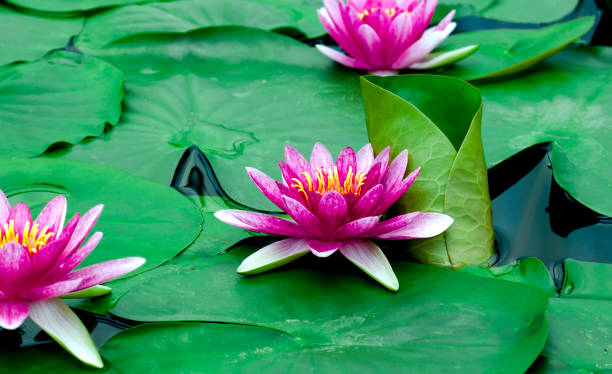 istock Beautiful lotus flower 846189702