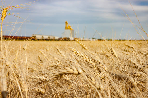 campo di grano con ascensore per cereali che passa il treno - manitoba prairie landscape canada foto e immagini stock