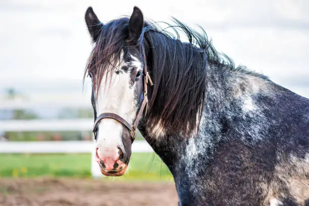 Closeup of black horse by white wooden fence in farm field paddock in brown soil landscape