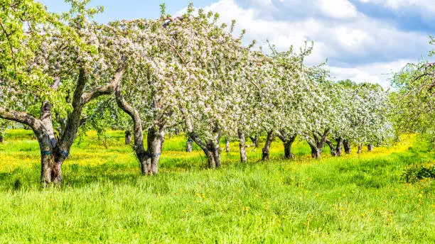 Apple orchard rows, aisles with many blooming trees with white and pink flowers blossom during summer with wildflower dandelion, grass and sky