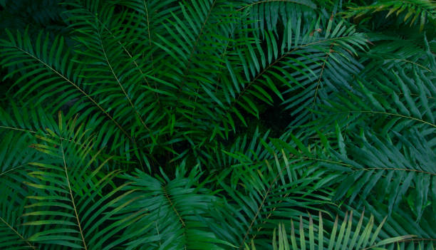 istock Creative layout made of green leaves Nature concept 846196692