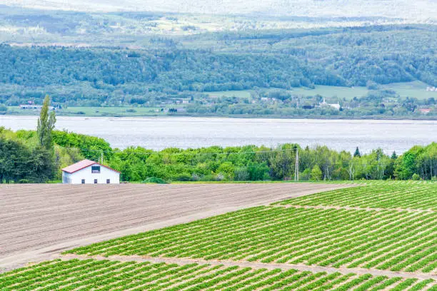 Aerial cityscape landscape view of farmland in Ile D'Orleans, Quebec, Canada, plowed field, furrows, land, farm, house, barn, shed, Saint Lawrence river, hills, mountains and village