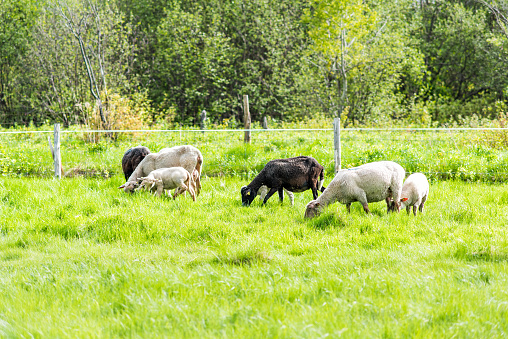White lamb grazing on green pasture field with black sheep mother in Ile D'Orleans, Quebec, Canada, with herd