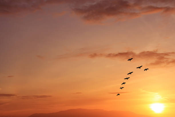 Birds at sunrise autumn or spring concept