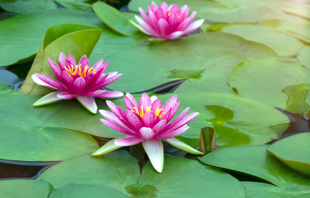 istock Beautiful lotus flower 846202524