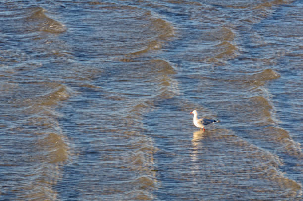 Seagull in the shallow but choppy water at the pier of Kingston SE - SA, Australia