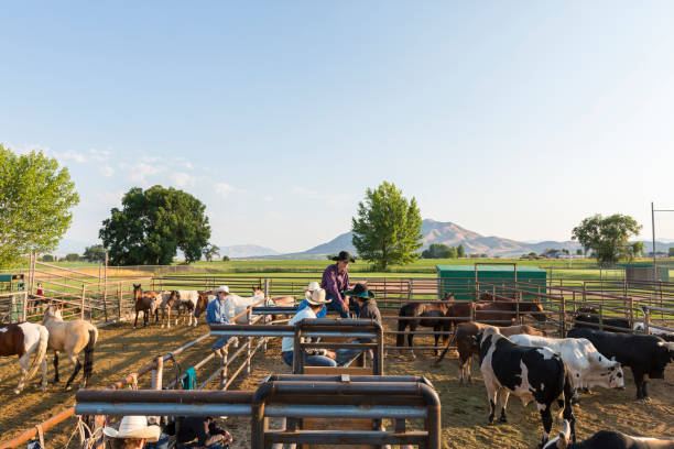 istock Horses and Bulls in a Pen for a Rodeo 846211190