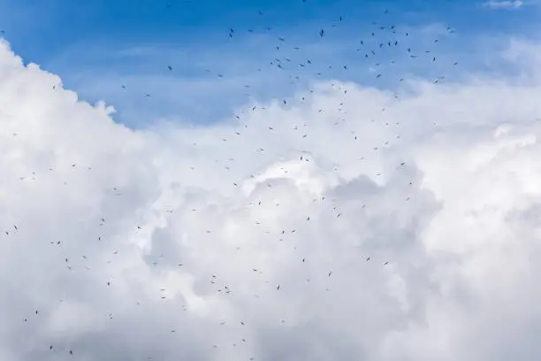 Many white seagulls birds flying high in flock group against isolated stormy gray blue large big huge cloud in storm sky