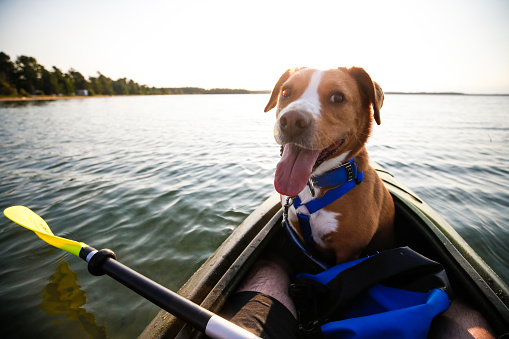 A dog sits in a kayak on Lake Superior near Munising, Michigan