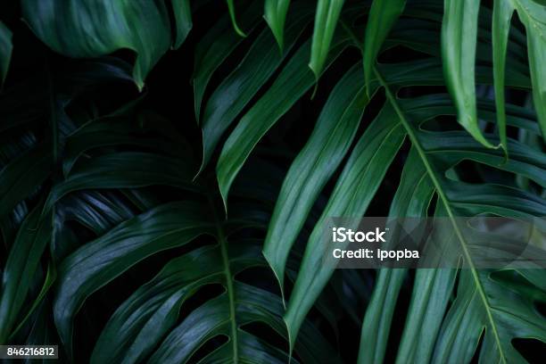 Tropische Grüne Blätter Auf Dunklem Hintergrund Natur Sommerwaldpflanzenkonzept Stockfoto und mehr Bilder von Blatt - Pflanzenbestandteile