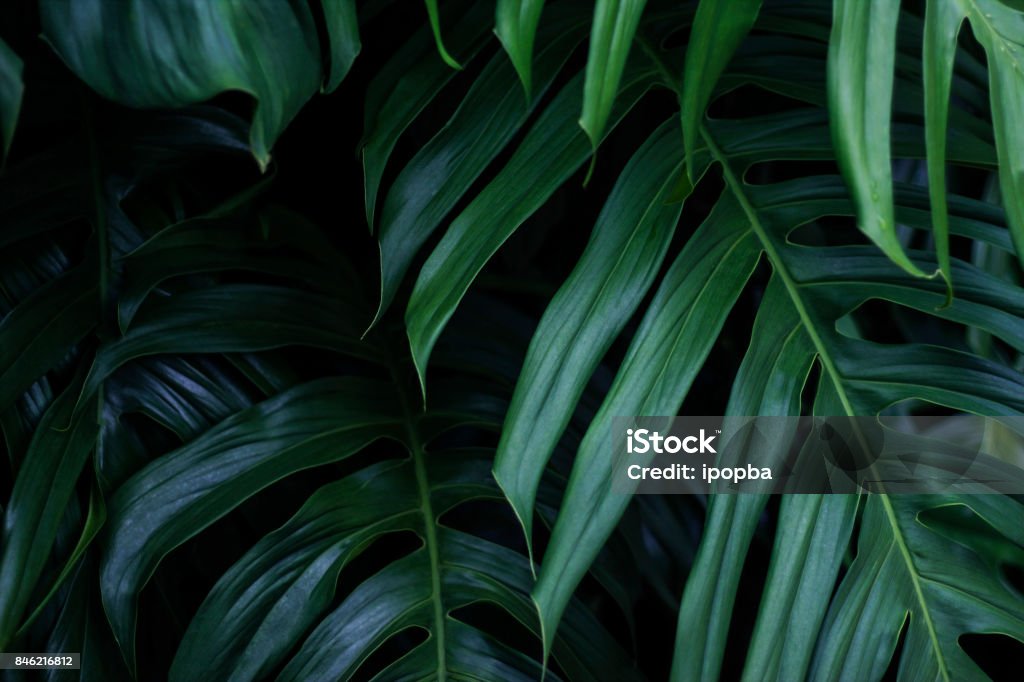 Tropical green leaves on dark background, nature summer forest plant concept Leaf Stock Photo