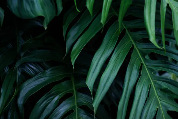 Photo of Tropical green leaves on dark background, nature summer forest plant concept