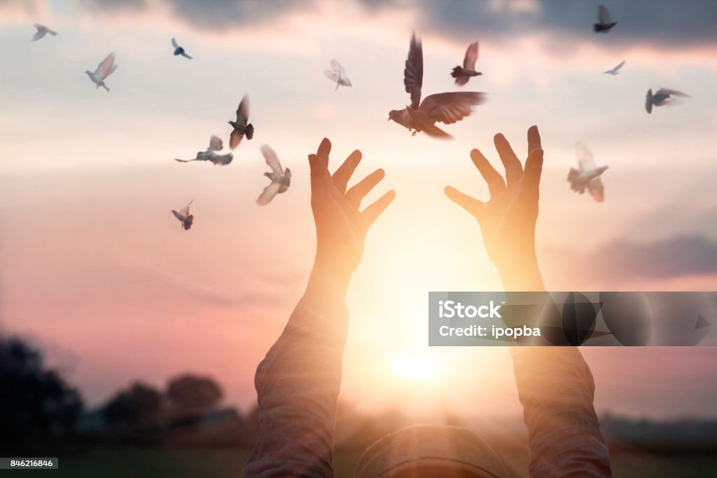 Mujer orando y libre pájaro disfruta de la naturaleza en puesta de sol de fondo, concepto de esperanza - Foto de stock de Pájaro libre de derechos