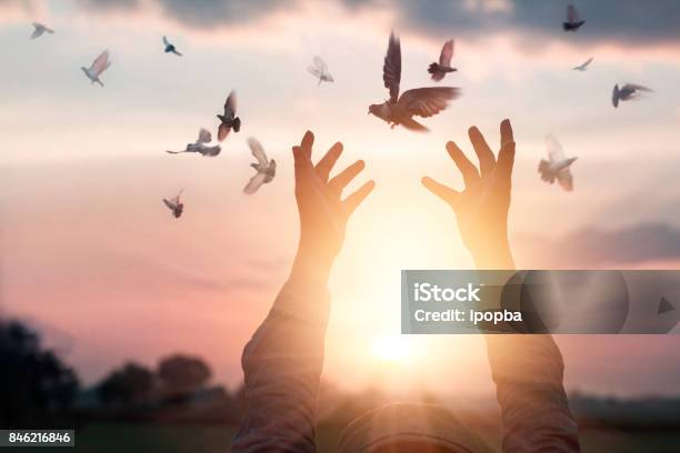 Woman Praying And Free Bird Enjoying Nature On Sunset Background Hope Concept Stock Photo - Download Image Now