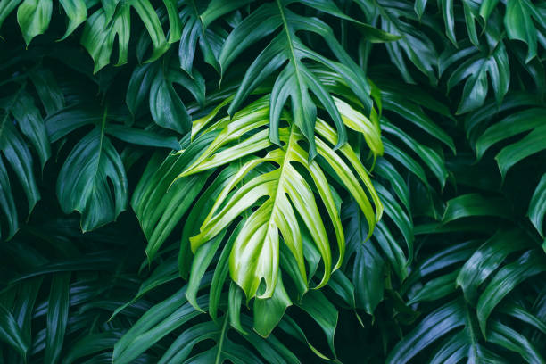 foglie verde tropicali su sfondo scuro, concetto di pianta forestale estiva naturale - tropical rainforest rainforest tropical climate formal garden foto e immagini stock