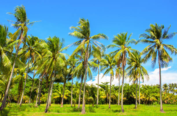 istock Vibrant landscape with coco palm trees. Tropical panorama with palm. 846217052