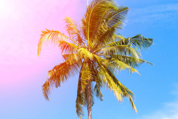 istock Coco palm tree in pink sunlight. Tropical landscape with palms. Palm tree crown on blue sky. 846217056