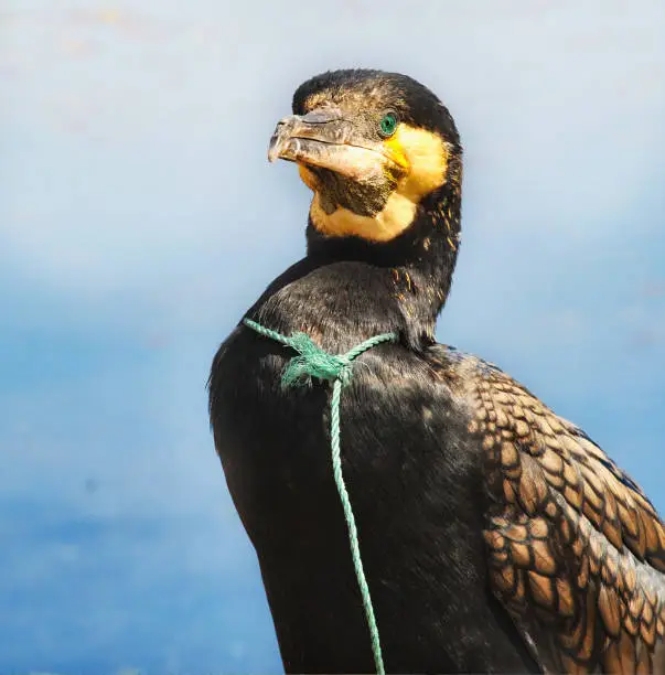 Photo of Portrait of cormorant with rope