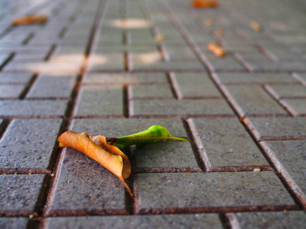 Perspective close up dry brown and green folded fallen leaves spread on rectangle jigsaw pattern tile cement footpath floor background