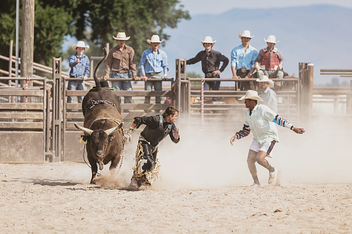 Bull chasing Bull Rider Cowboy in Rodeo Arena during Rodeo Competition. Rodeo clown watching and trying to protect the cowboy in the arena. A group of cowboys watching the action in the background. Rodeo Bull Riding Competition Event, Utah, USA