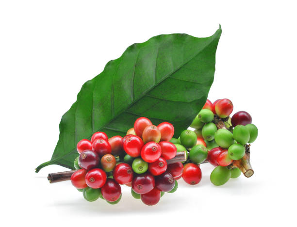 istock coffee grains and leaves isolated on white background 846221474