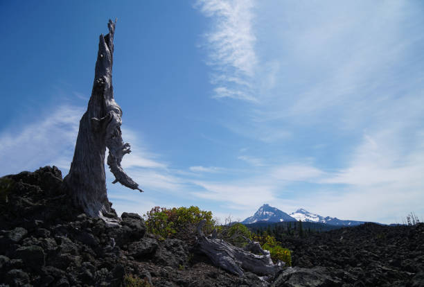 istock A Tree Still Stands Amidst the Lava 846221930