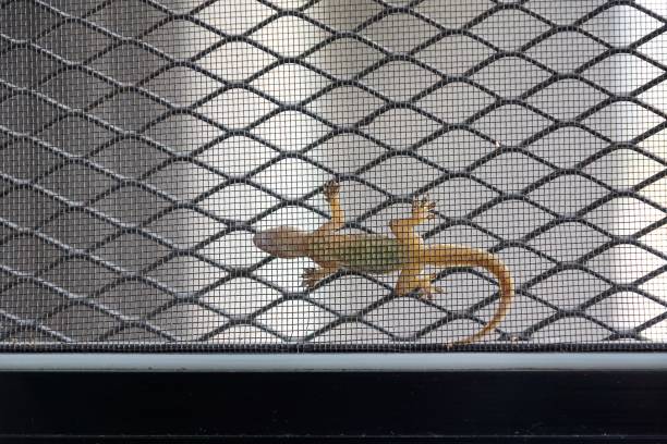 house lizard - mosquito netting stock-fotos und bilder