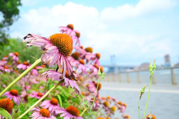 istock pink zinnia flower garden 846228960