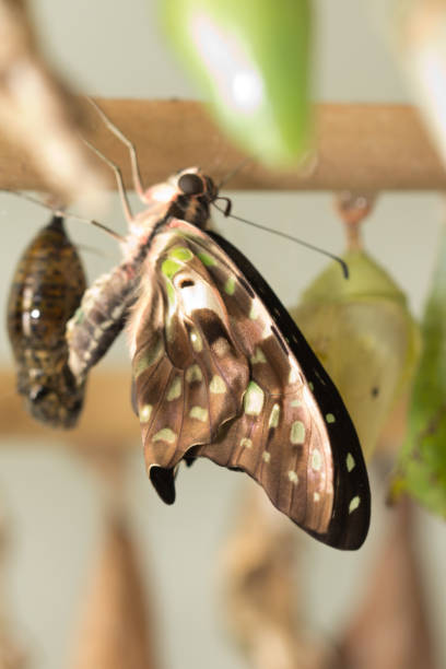 istock composite of various views of a monarch emerging from a chrysalis 846232428