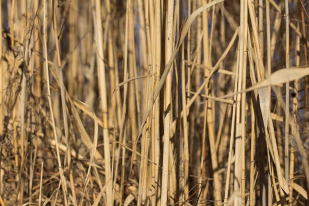 istock yellow, dry reeds in the background 846233202