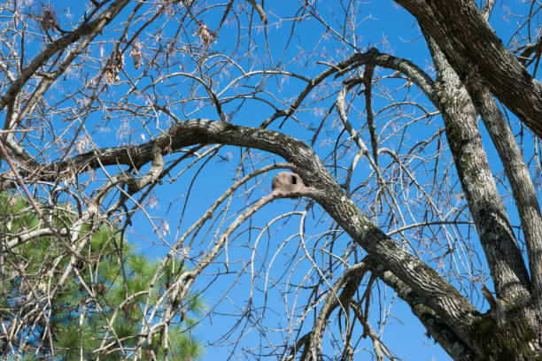 аламо дерево с гнездом руфус хорнеро - arizona sycamore стоковые фото и изображения