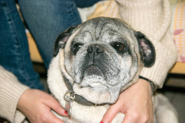 istock Pug Dog Mascot 846236638