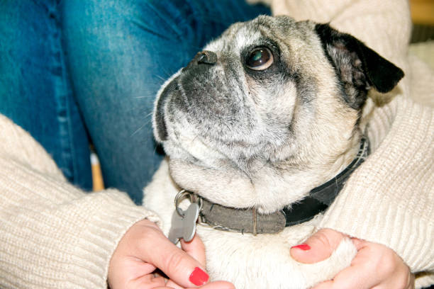 istock Pug Dog Mascot 846236770