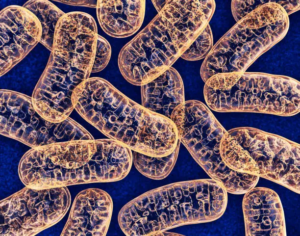 Photo of Mitochondria