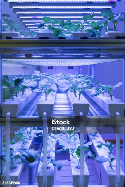 Geführten Landwirtschaft Stockfoto und mehr Bilder von Landwirtschaft - Landwirtschaft, Technologie, Hydrokultur