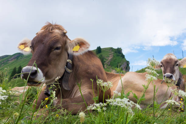 mucche nelle alpi, germania - farm florida cattle travel locations foto e immagini stock