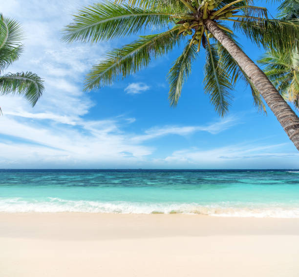 istock Tropical paradise beach of Maldives 846239828