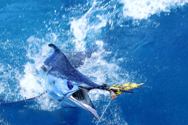 Blue marlin on the hook Blue marlin on the hook big game fishing stock pictures, royalty-free photos & images