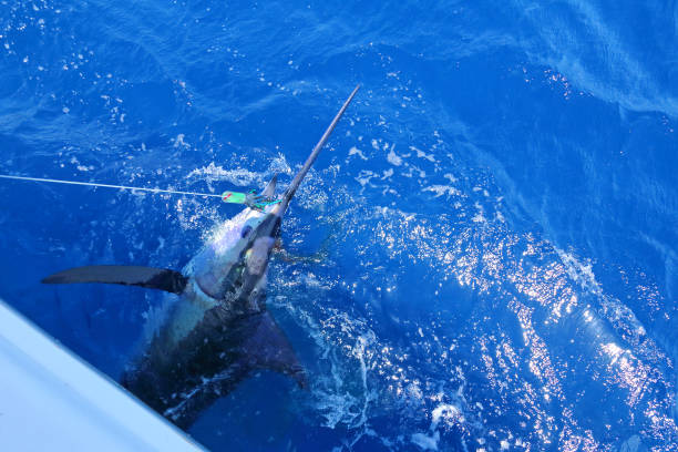 istock Blue marlin near the boat 846240344